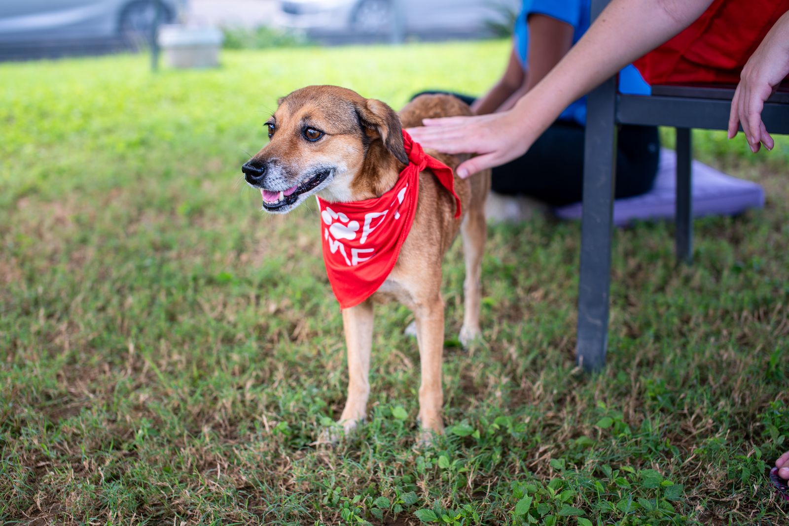 An adoptable rescue dog enjoying the outdoors