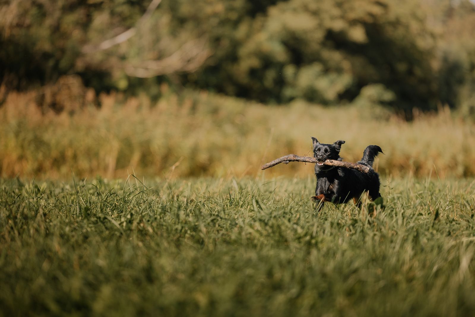 A dog joyfully running through a field with a stick