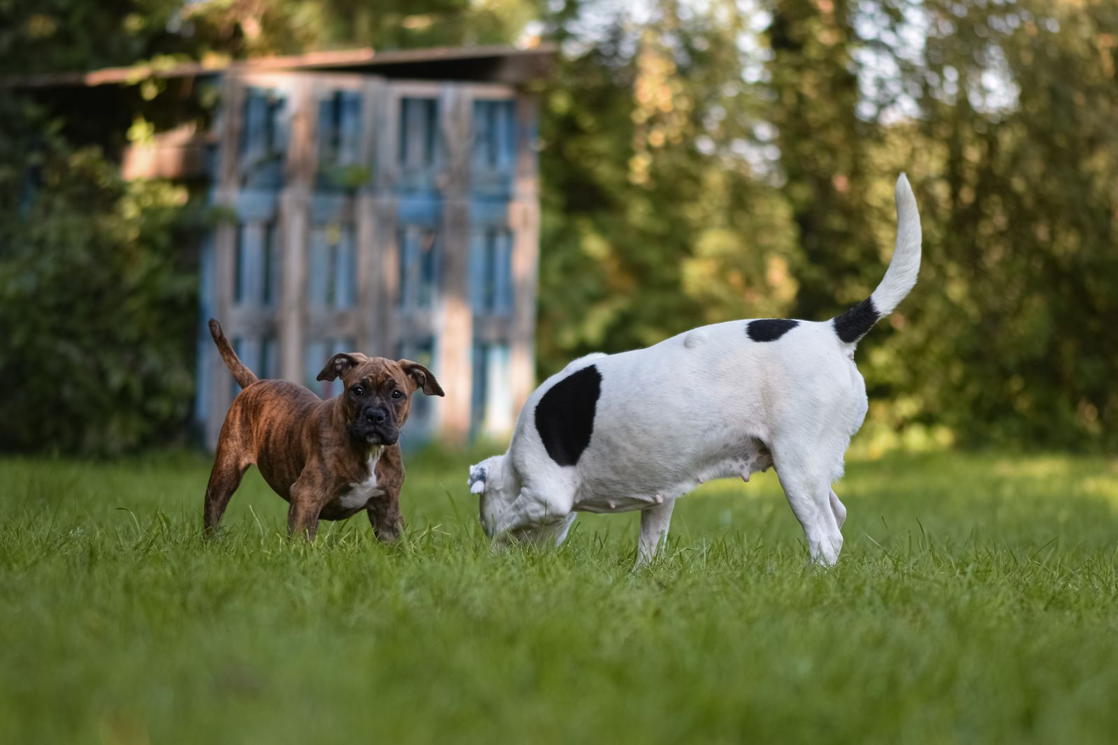 Dogs playing together on a grassy field