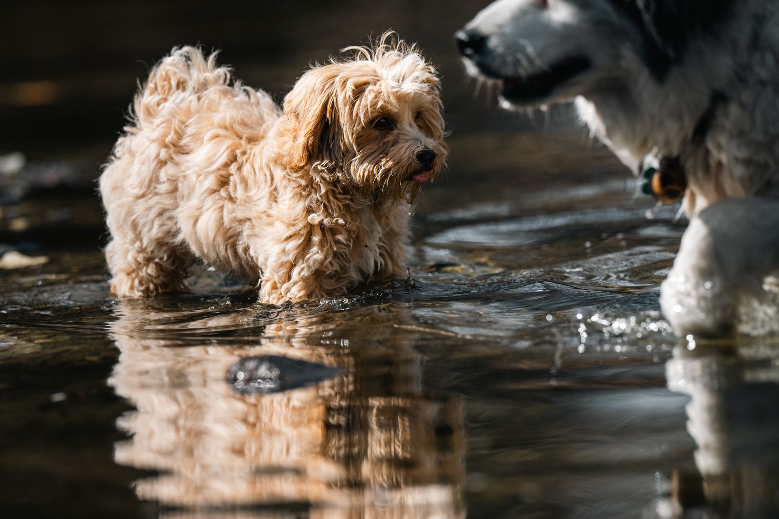 Rescued dogs playing in the water on a sunny day