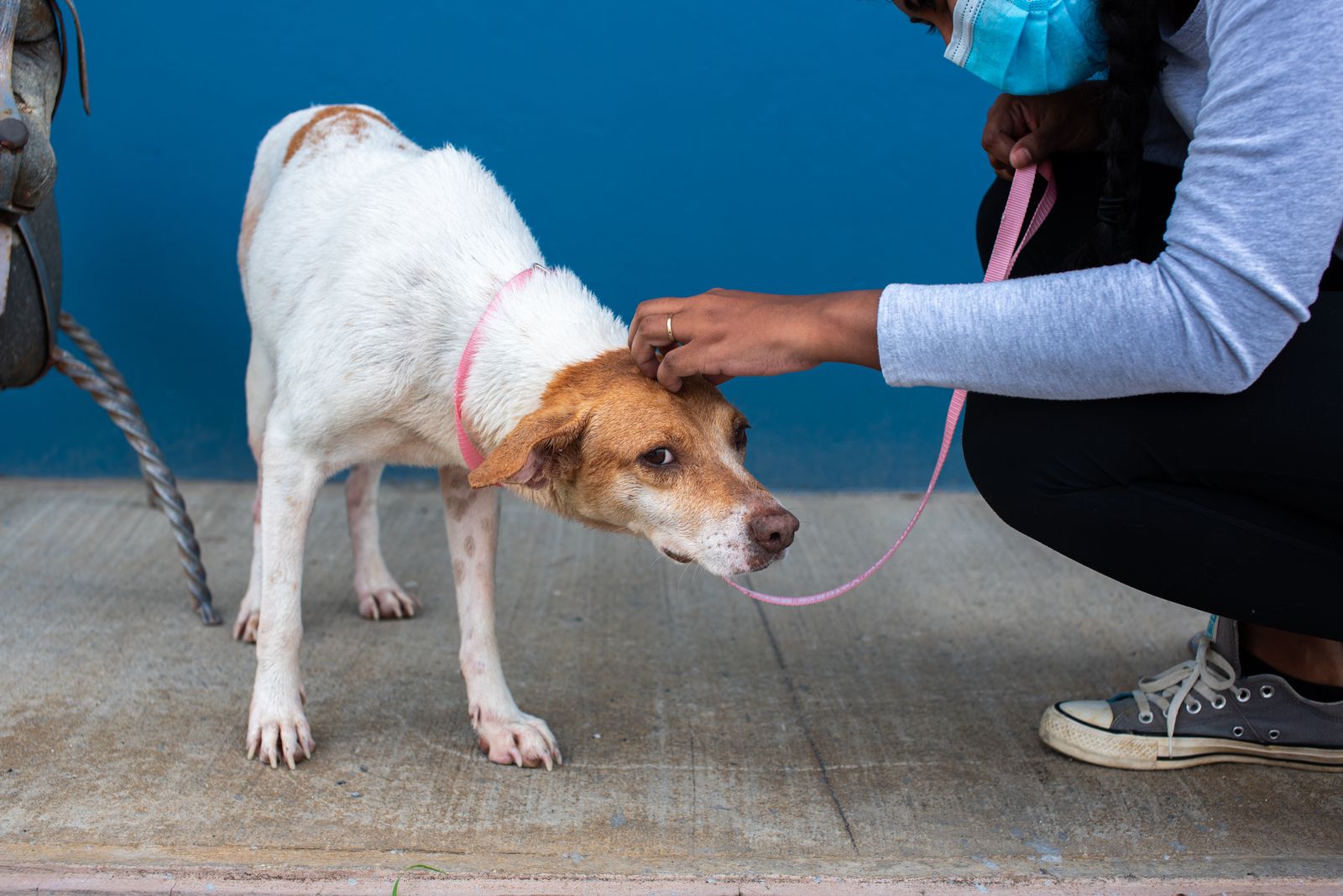 A rescue dog being gently comforted by a caregiver