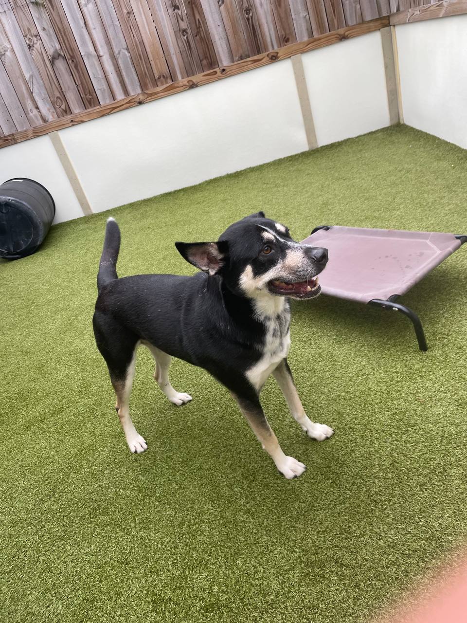 Meet Martin — 6-Year-Old Lab Mix Looking for His Forever Home