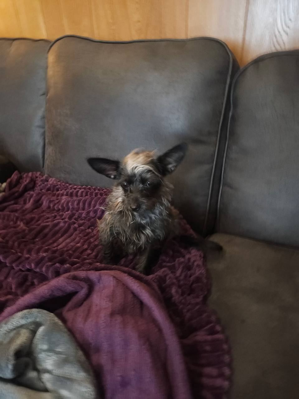 Meet Mini — A Tiny 1.5-Year-Old Terrier Mix with a Big Heart