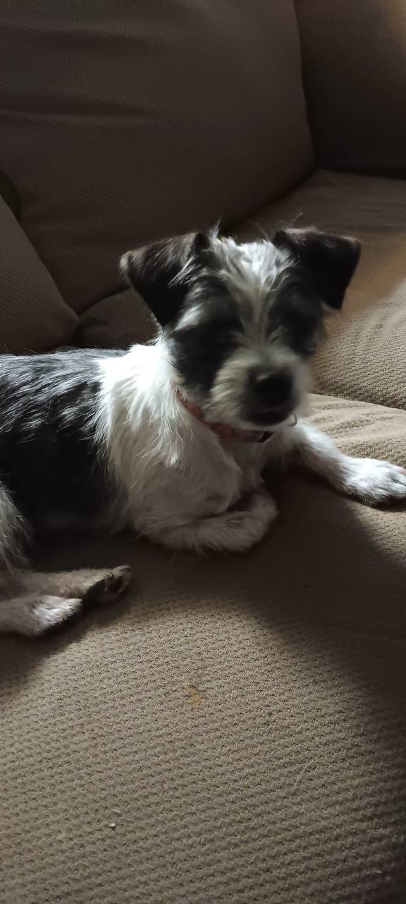 Meet Pepper — A 2-Year-Old Shih Tzu Mix Looking for Her One & Only