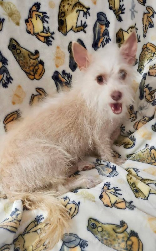 Meet Petal — A Sweet 3-Year-Old Who Just Wants Belly Rubs and Love