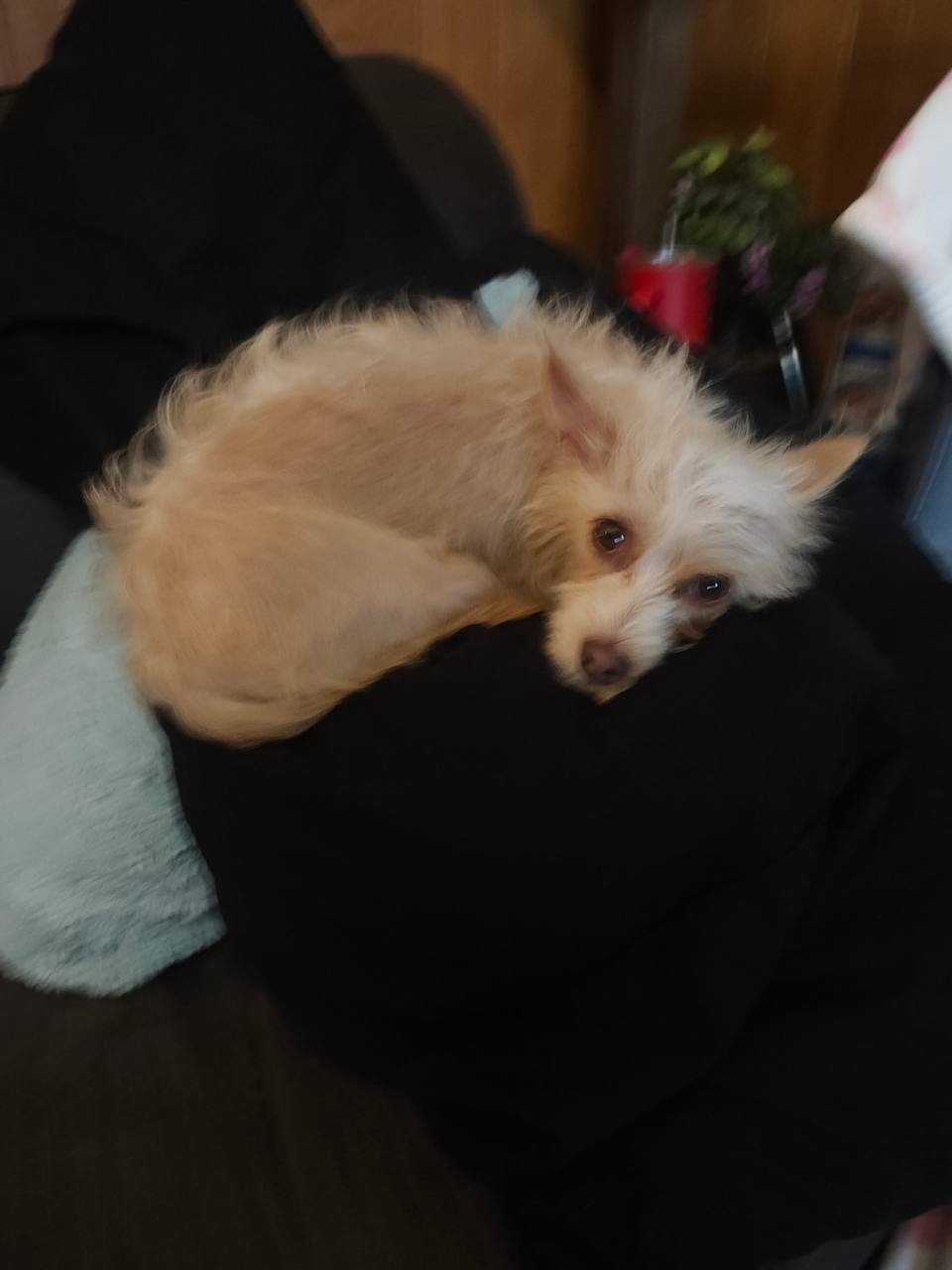 Meet Petals — A 3-Year-Old Terrier Mix Who Lives for Cuddles
