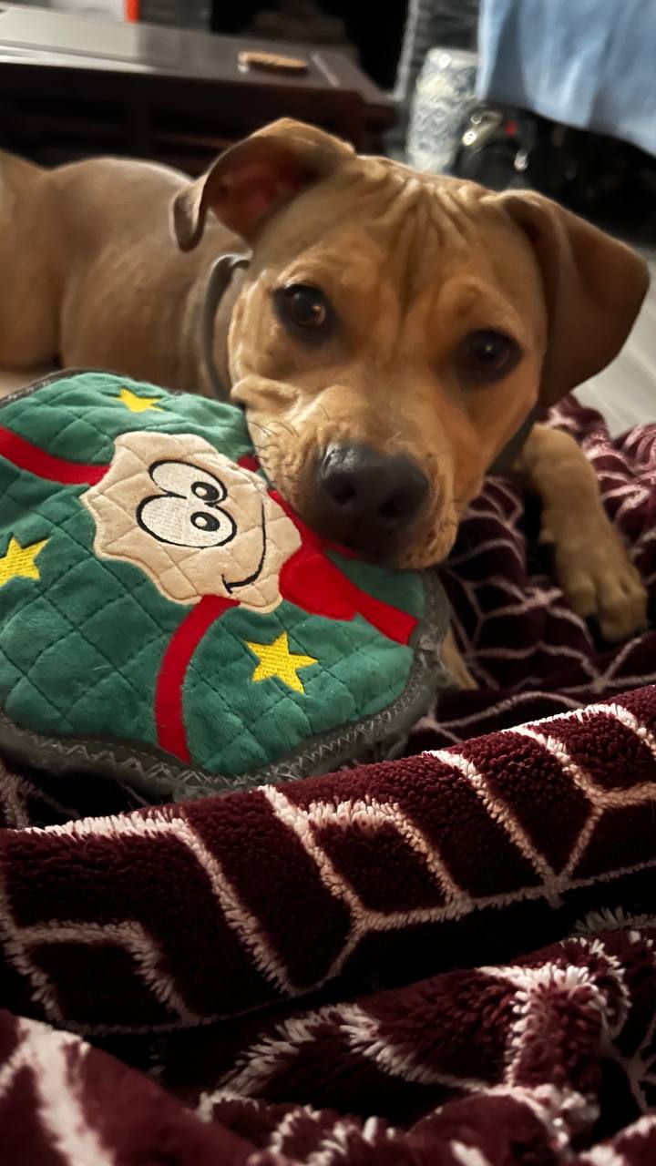 Meet Tank — 1.5 Year Old Staffy Mix Looking for His Person