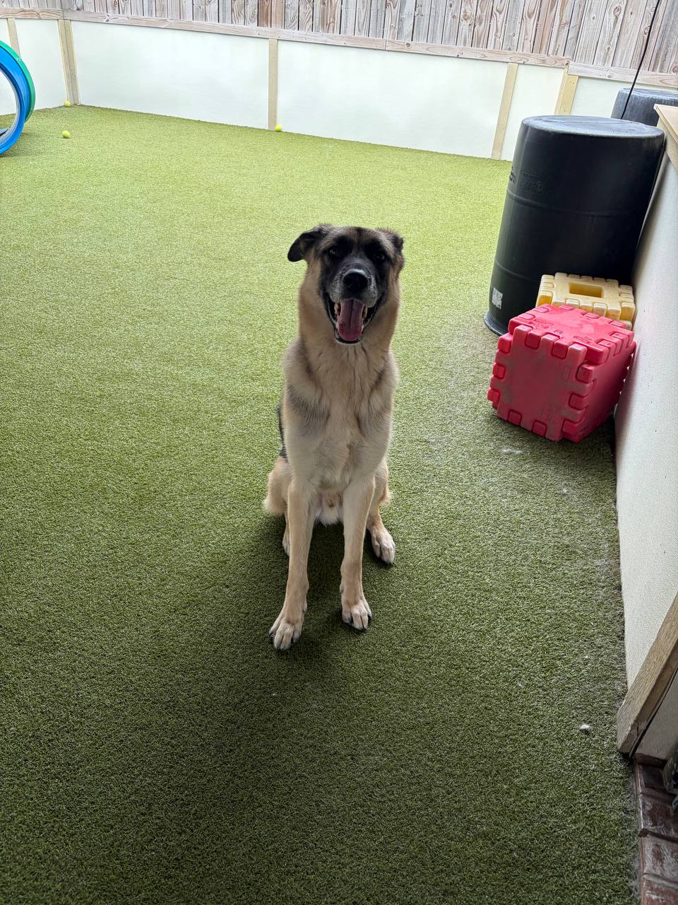 Bear's photo
