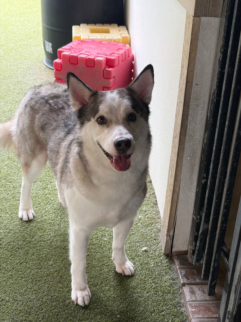 Loki's photo