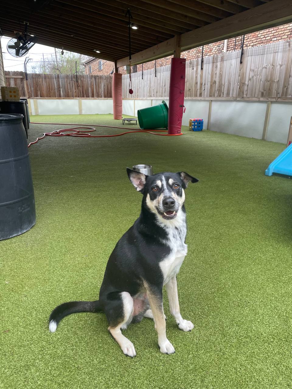 Martin playing outside at Donnas Love Pet Rescue