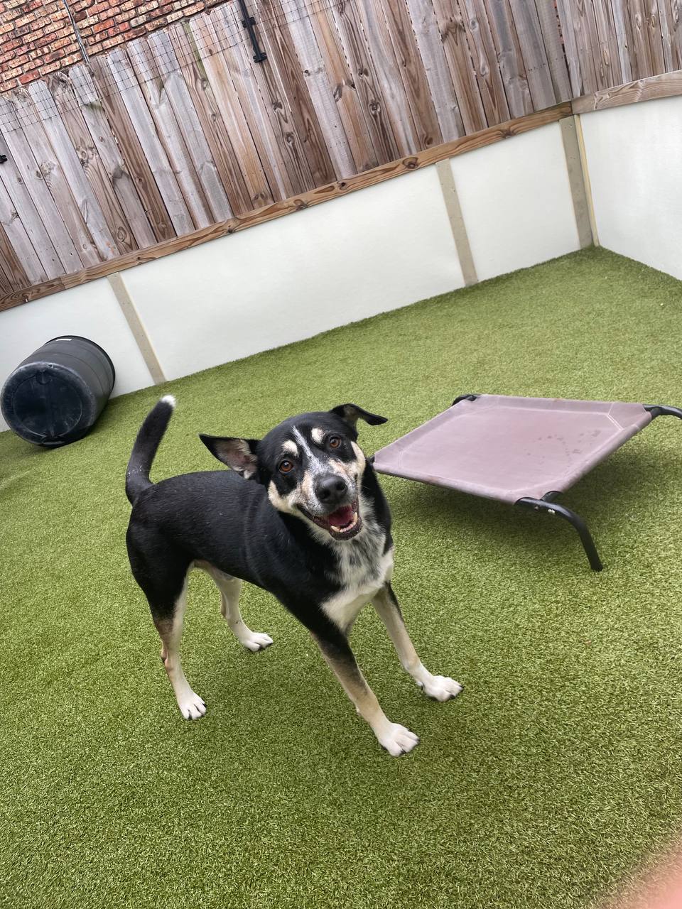 Martin standing and smiling at Donnas Love Pet Rescue