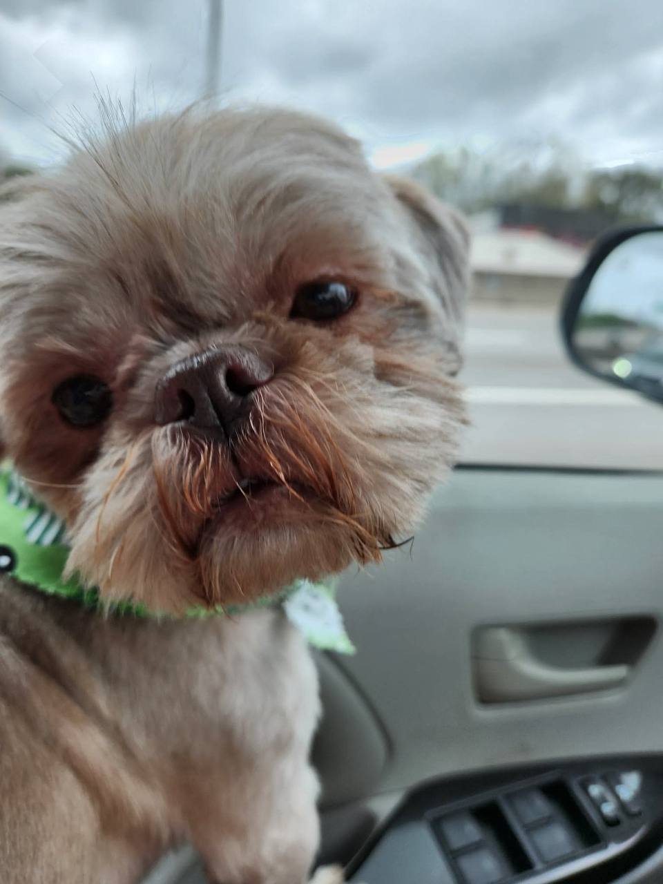 Twix close-up at Donnas Love Pet Rescue