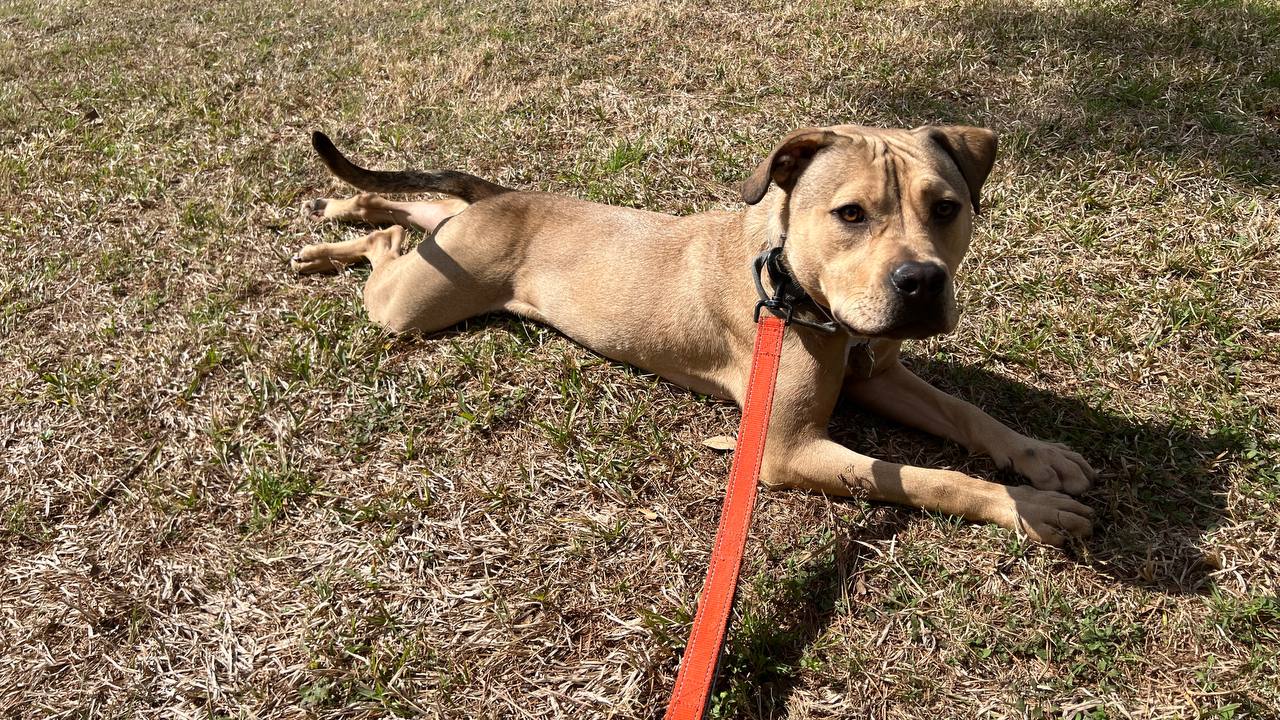Tank relaxing in the grass